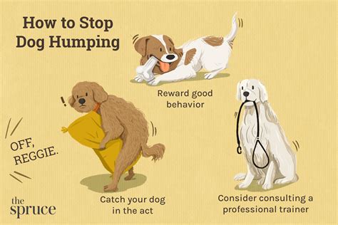 dog humping toy|Dog Humping: Why It Happens & How to Stop It .